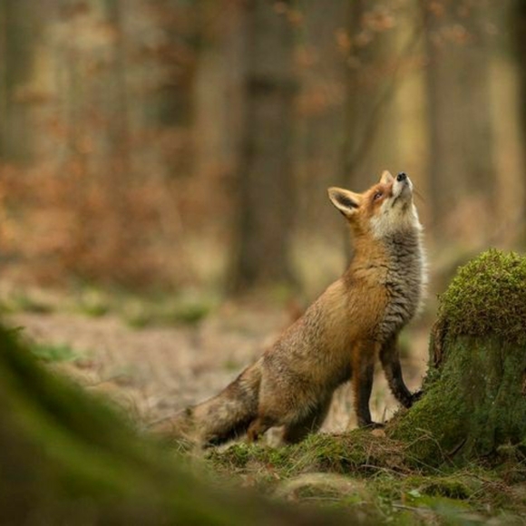 🌲Hi! I'm Ozark Roots!🌲 - Picture 5 of 6